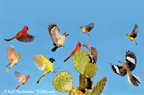 montage of birds and cactus